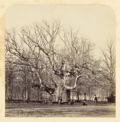 Vieux chêne pollard à Forest Gate